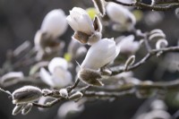 Magnolia 'Leda'