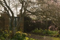 Narcissus, Prunus x subhirtella 'Pendula Rosea' - Rosebud Cherry and Magnolia soulangeana beside a gate at Thenford Arboretum