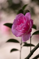 Camellia x williamsii 'Grand Jury'