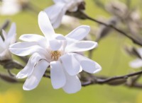 Magnolia loebneri 'Encore'