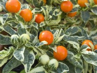 Solanum pseudocapsicum - variegated