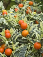 Solanum pseudocapsicum -variegated