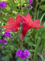 Cyrtanthus elatus - Scarborough Lily