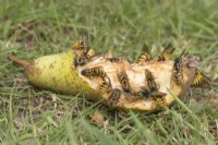 Vespula vulgaris - Wasps eating windfall pear
