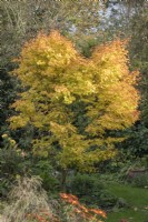 Acer palmatum 'Sango kaku' - Japanese Maple