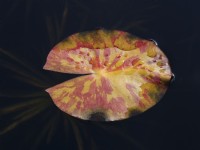 Nymphaea - water lily leaf in autumn