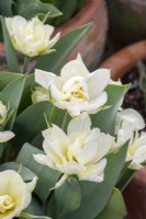 Tulipa 'Exotic Emperor' - Tulip