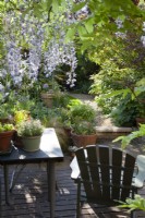 View from deck through climbing Wisteria to summer border of bulbs, perennials and herbs in containers
June