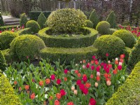 East Ruston Old Vicarage Garden - Dutch Garden. Geometric layout of box pyramids, balls and hedges. Mid April. Spring