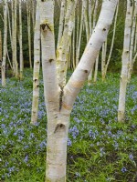 Himalayan Birches Betula utilis var jacquemontii and Siberian squill or wood squill  