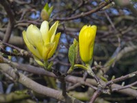  Magnolia 'Yellow Lantern' April 