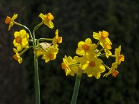 Narcissus Jonquilla 'Martinette'