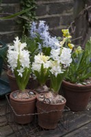 White Hyacinthus in wire basket, Muscari Touch of Snow and Pushkinia Libanotica Pale Blue flowers and Yellow Cowslip Primula Veris on table
 March 