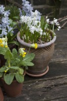 Scilla Turbergeniana white flowers
with Cowslip Primula Veris in pot on table March