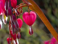 Bleeding heart Plant Lamprocapnos spectabilis Mid April Spring