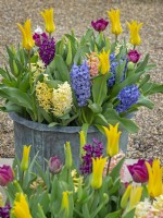 Mixed Tulipa and Hyacinthus in large container