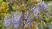 Wisteria floribunda 'Macrobotrys' syn Wisteria floribunda 'Multijuga' - Japanese wisteria