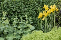 Iris x hollandica 'Royal Yellow' with Alchemilla mollis in front of a low hedge of Buxus sempervirens