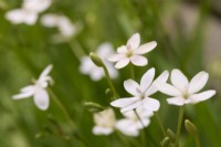 Anomathela laxa 'Joan Evans' syn. Freesia laxa - flowering grass