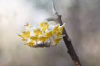 Edgeworthia chrysantha 'Grandiflora' - Paperbush - February