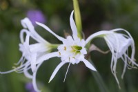 Hymenocallis festalis - Peruvian Daffodil - Spider Lily - July