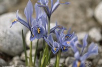 Iris reticulata Alida - February