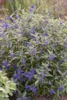Caryopteris x clandonensis 'Longwood Blue' - September