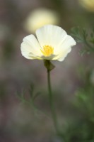Eschscholzia californica 'Cream' - California Poppy - August