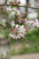 Malus Ormiston Roy - Crabapple blossom