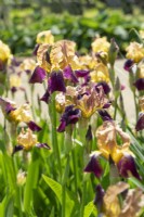 Iris x germanica Sambucina, summer June