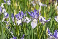 Iris longipetala, autumn May
