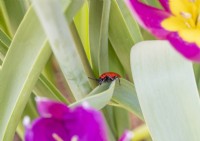 Red lily beetle on tulip leaves.