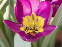 Tulipa humilis 'Persian Pearl' with red lily beetle