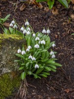 Galanthus plicatus 'Augustus' growing with moss covered rock in mulched bed
