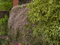 Felicia petiolata climbing along wall in spring Late April Norfolk