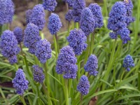 Muscari armeniacum - Grape Hyacinth