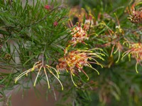 Grevillea Semperflorens flowering in Spring