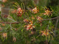 Grevillea Semperflorens flowering in Spring