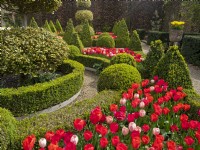East Ruston Old Vicarage - Dutch Garden. Geometric layout of box pyramids, balls and hedges with Tulips.