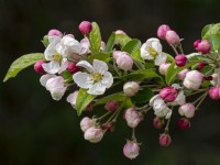 Malus transitoria  Crab apple blossom in late April