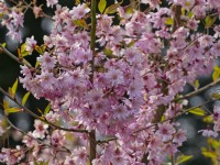 Prunus x subhirtella 'Fukubana' in spring Late April