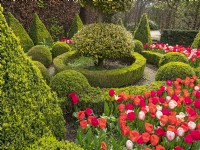 East Ruston Old Vicarage - Dutch Garden. Geometric layout of box pyramids, balls and hedges with Tulips.