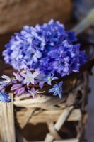Hyacinthus orientalis 'Delft Blue', Scilla 'Pink Giant', Scilla siberica