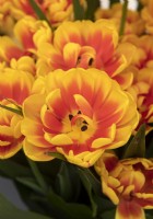 Tulipa 'Shell' double early tulip