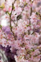 Prunus 'Higan Sakura' cherry blossom