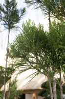 Cryptomeria japonica, Japanese cypress. 