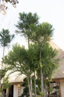 Cryptomeria japonica, Japanese cypress. 