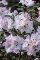 Rhododendron Cilpinense Group 'Cilpinense'
