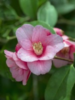 Camellia 'Cornish Spring' cuspidata Ã— japonica late April Norfolk