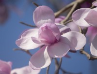 Magnolia Valley Splendour 